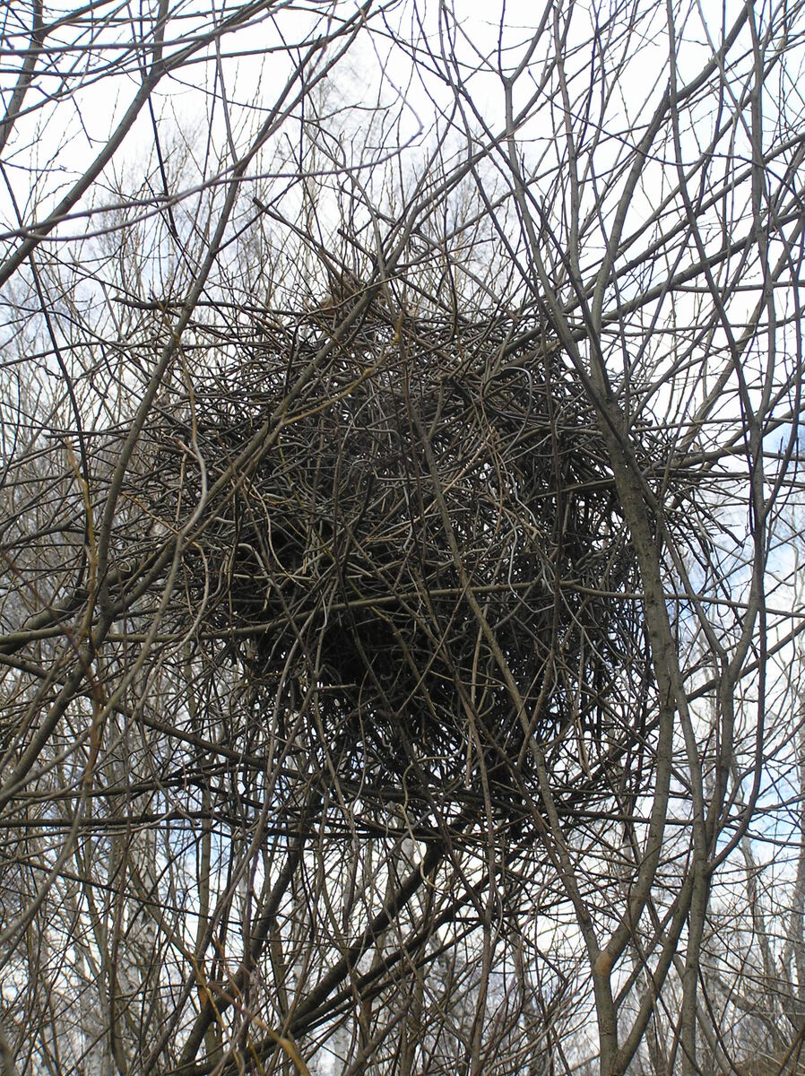 Гнездо в ивовых кустах
