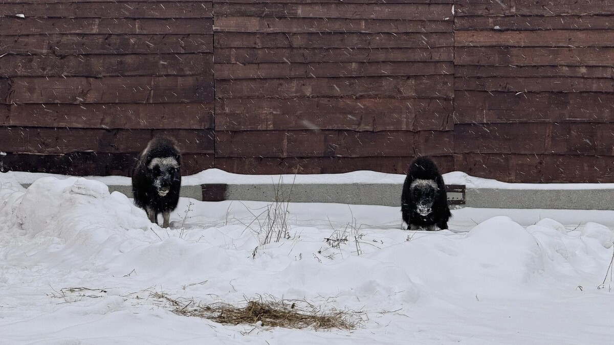    Фото: Марина Ниволина / пресс-служба губернатора ЯНАО