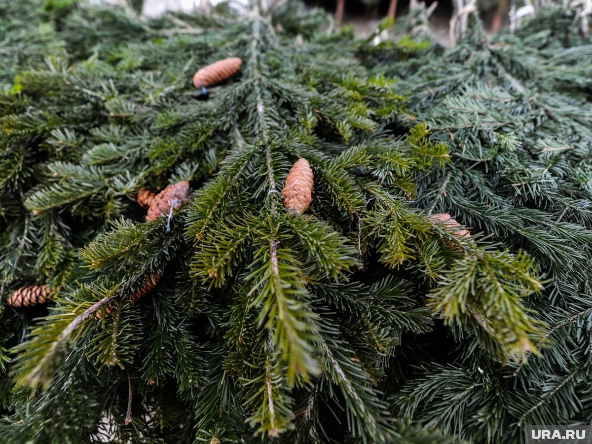    Пихта - самое дорогое новогоднее дерево в ХМАО