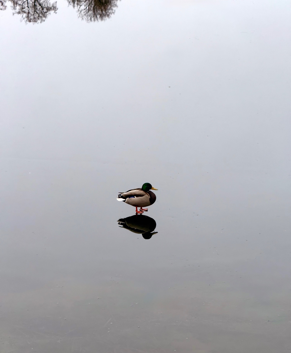 Екатерининский парк 