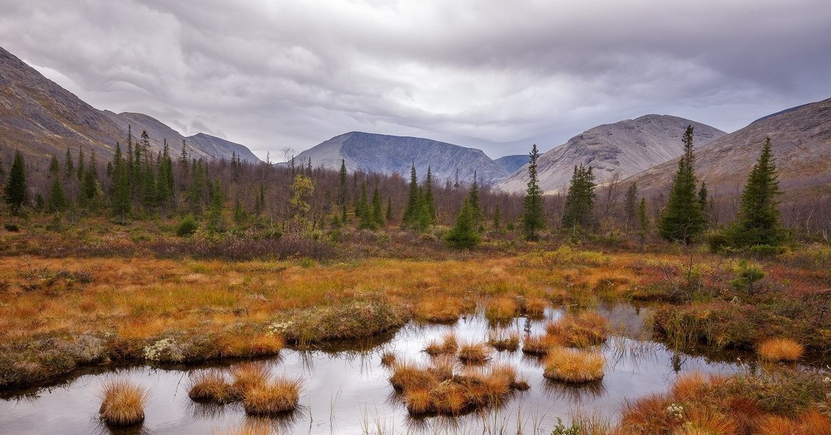 Лесотундра на Кольском полуострове. Хвойные тут представлены, в основном, елью сибирской 