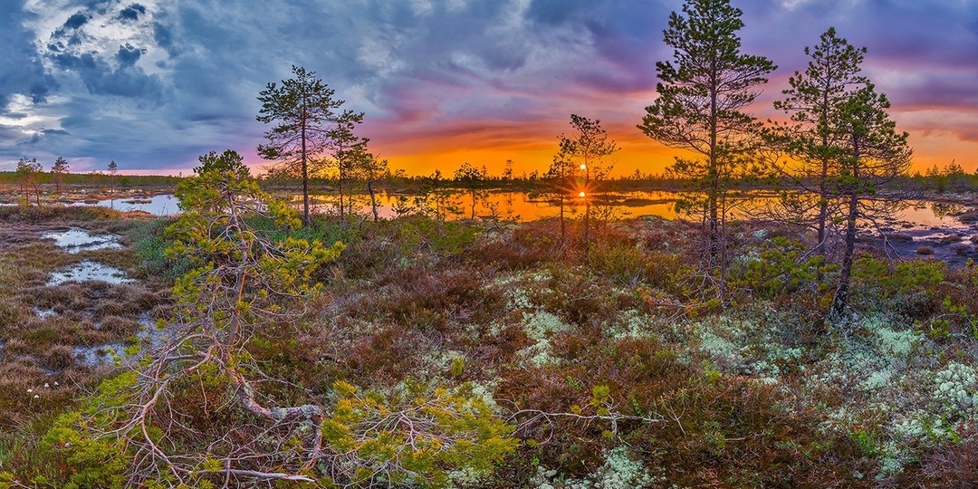 МХН-64. Лесотундра, северная, средняя и южная тайга