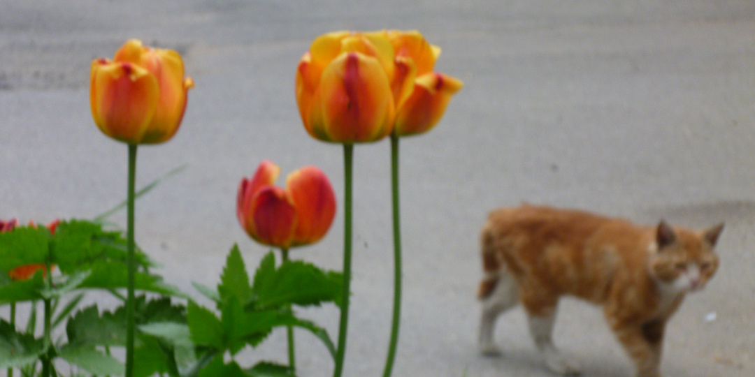 Кронштадтские коты и кошки