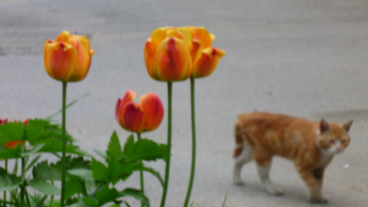 Кот в тюльпанах