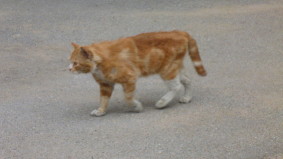 Отдельно кот