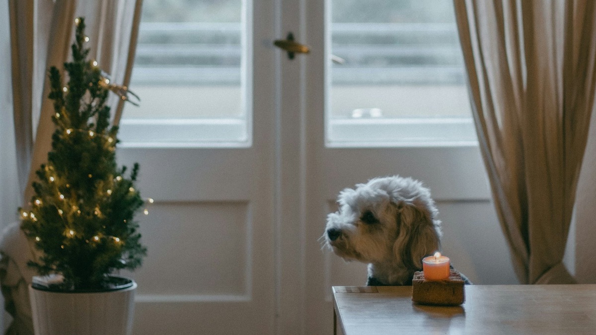    Как и все провода в дома, гирлянды лучше убрать из зоны досягаемости питомца