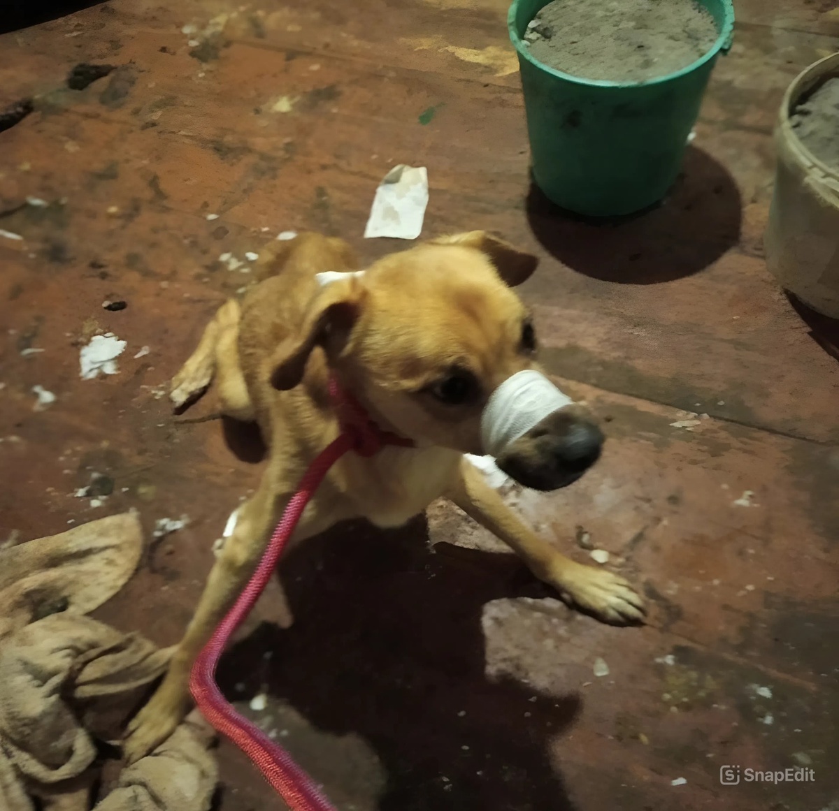    «Сначала лаяли, а после издавали только тихие звуки»: жители деревни спасли запертых в доме собак