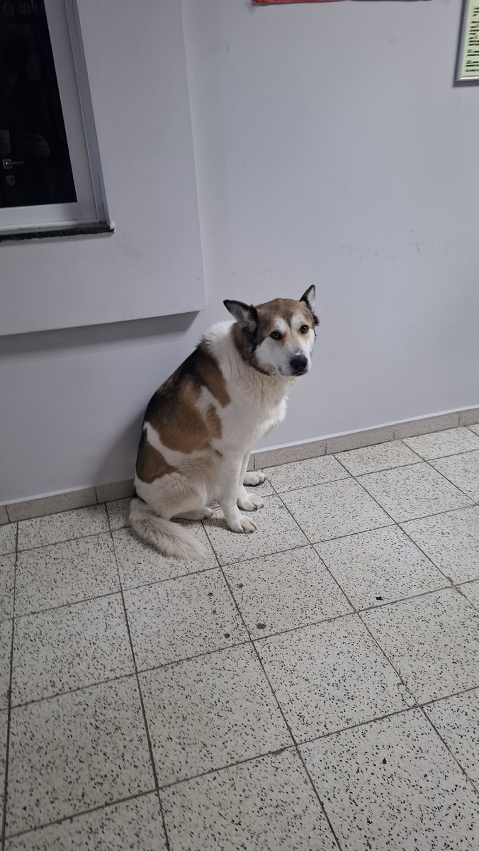 Талисман гостиницы уже 15 лет.