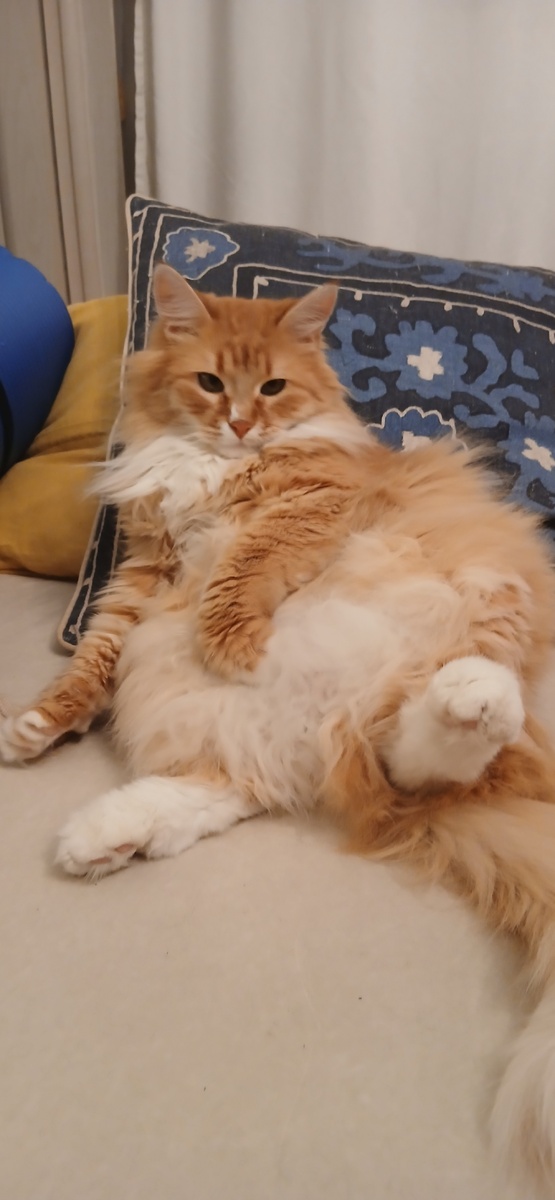 Лис демонстрирует, что паштет прижился хорошо. (Но можно и добавить).