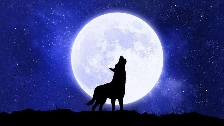    Фото: BlackWhiteMouse Design/Shutterstock/Fotodom