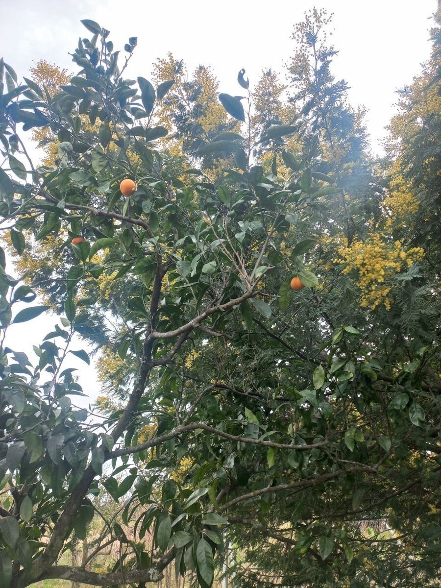    Абхазия. Мандарины и мимоза.. Источник: Олеся Веселкова / "Толк"