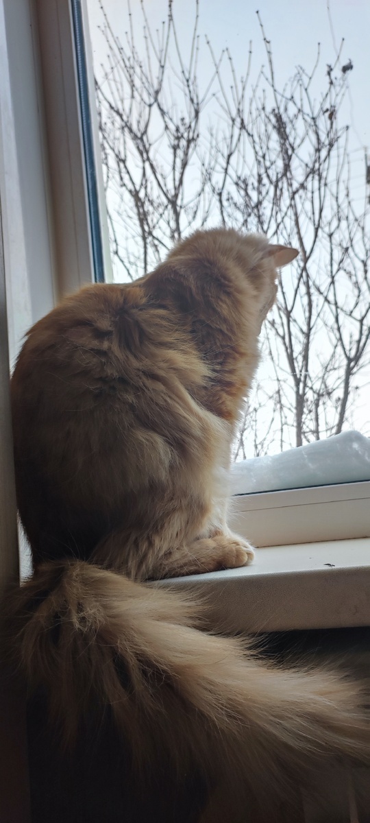 Лёлик смотрит в окно