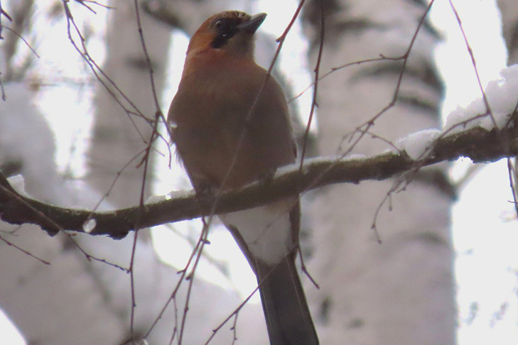    Фото из ТГ-канала «Птичка на проводе»
