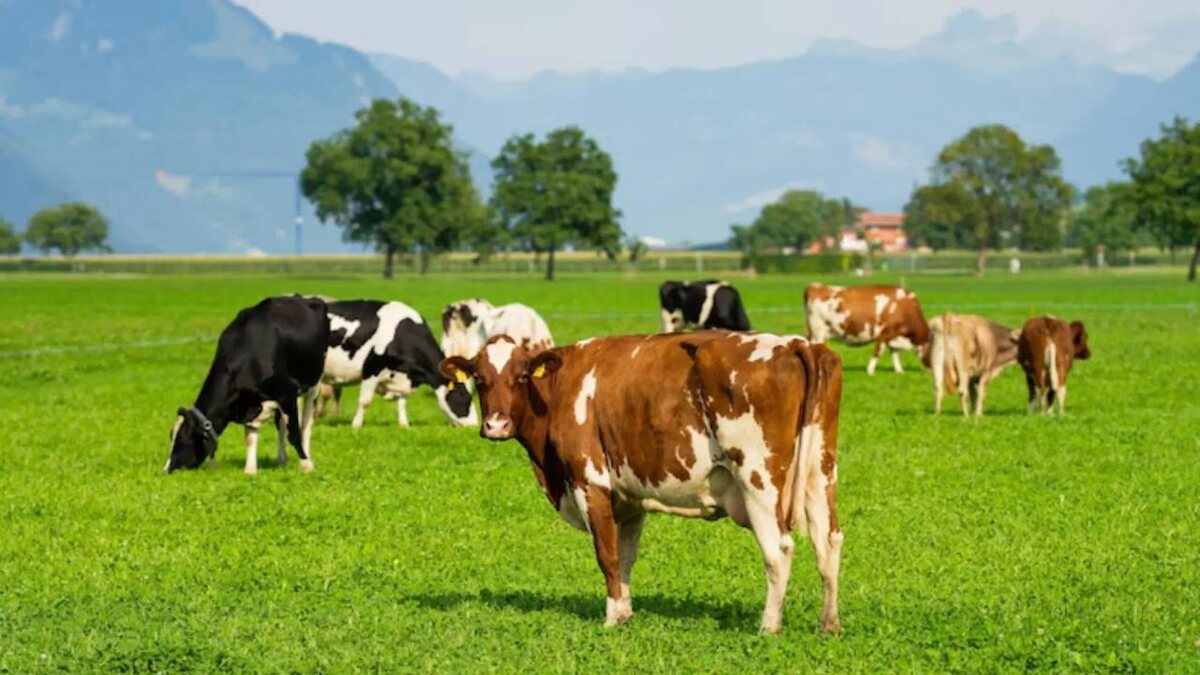 Это животное — поставщик огромного количества весьма ценного удобрения