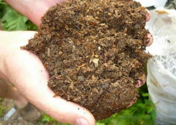 Конский навоз в любом виде — отличное удобрение