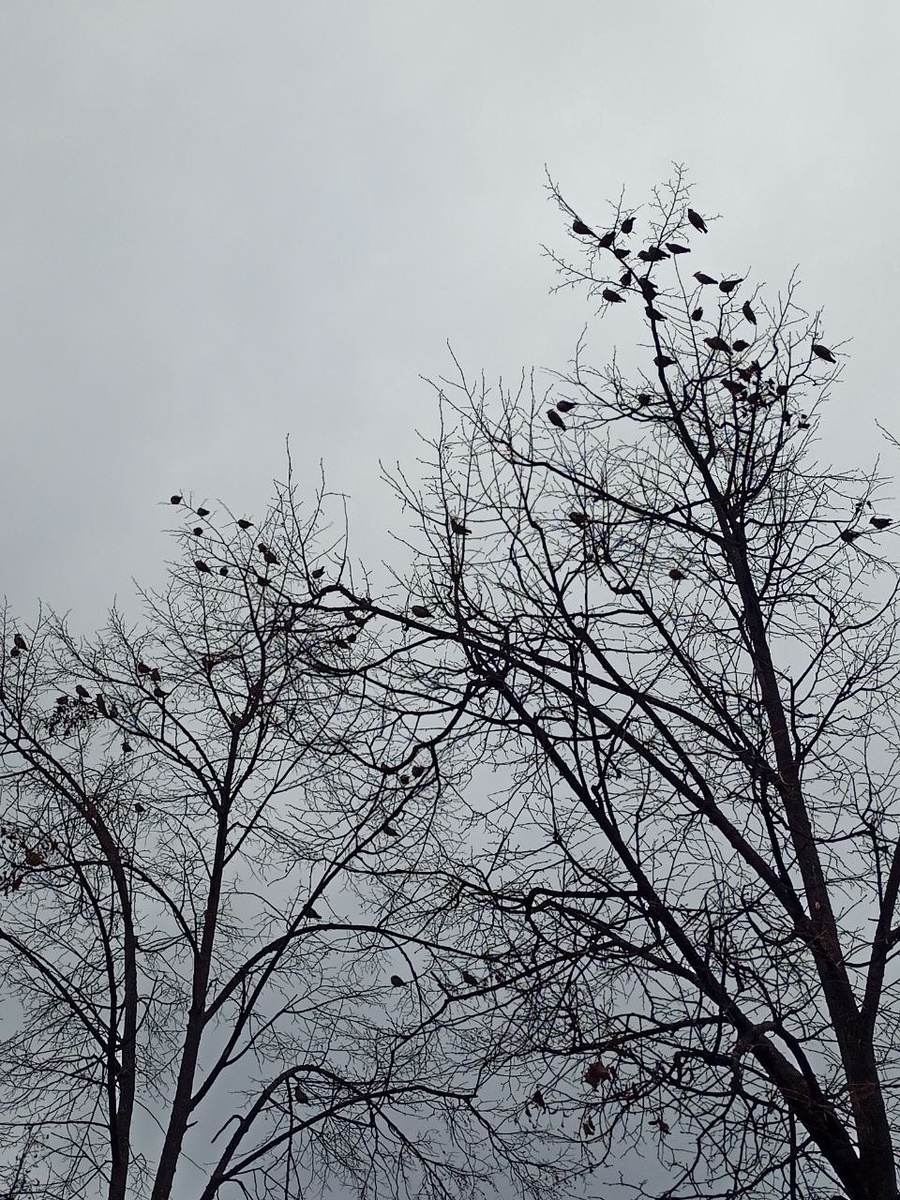 Весёлая стайка. Слышали бы вы их трели 😉🎶🎼🪗 / Здесь и далее ИИ-генерации и фото автора