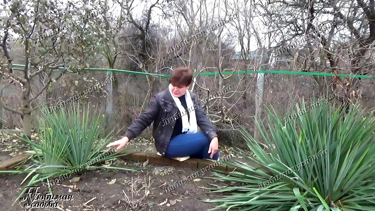 Смотрите цветение на следующем фото в карусели