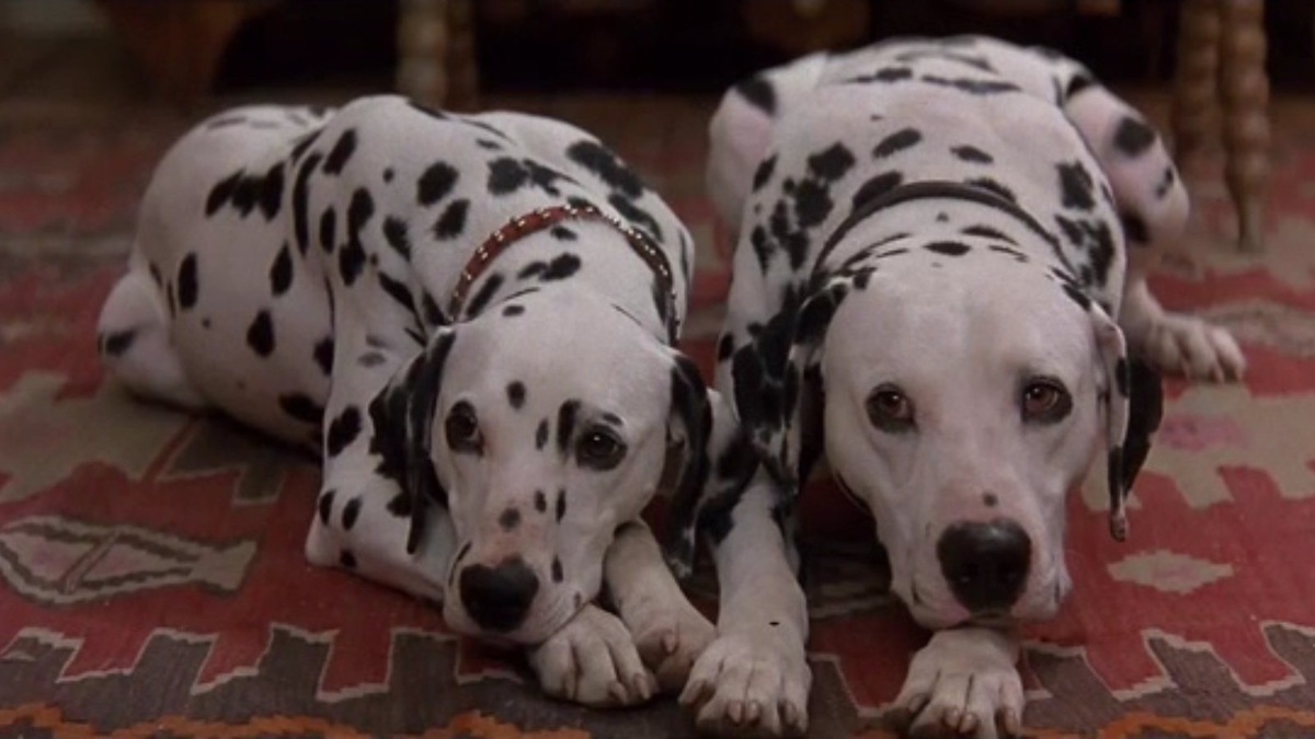    Кадр из фильма «101 далматинец» (1996)