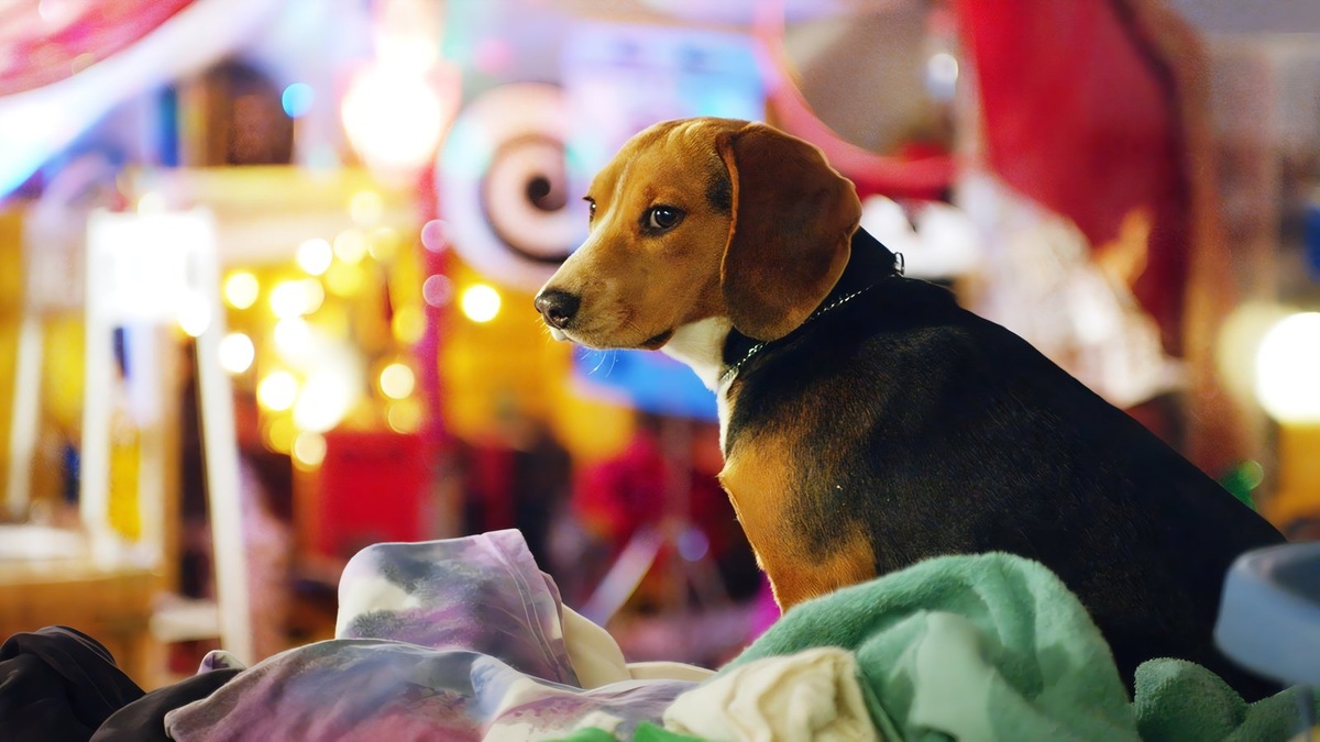    Кадр из фильма «Шелби: Пес, который спас Рождество» (2014)