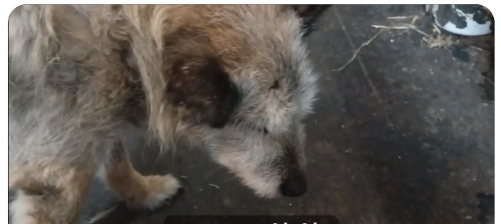 Грустные вести из приюта, где проживает 1400 собак и кошек.