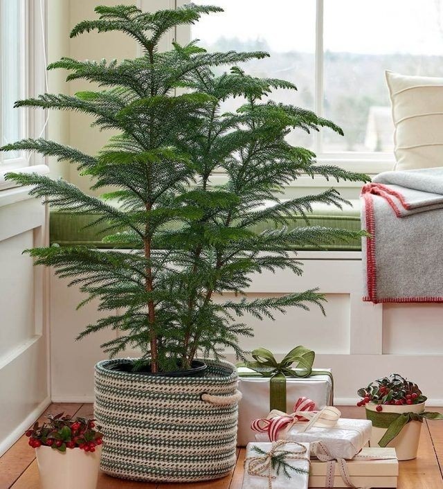 Араукария как вариант живой елочки