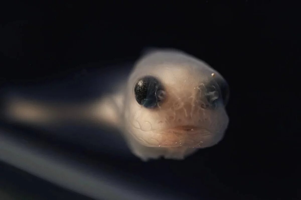    Уникальных глубоководных рыб впервые вырастили из крабовой икры