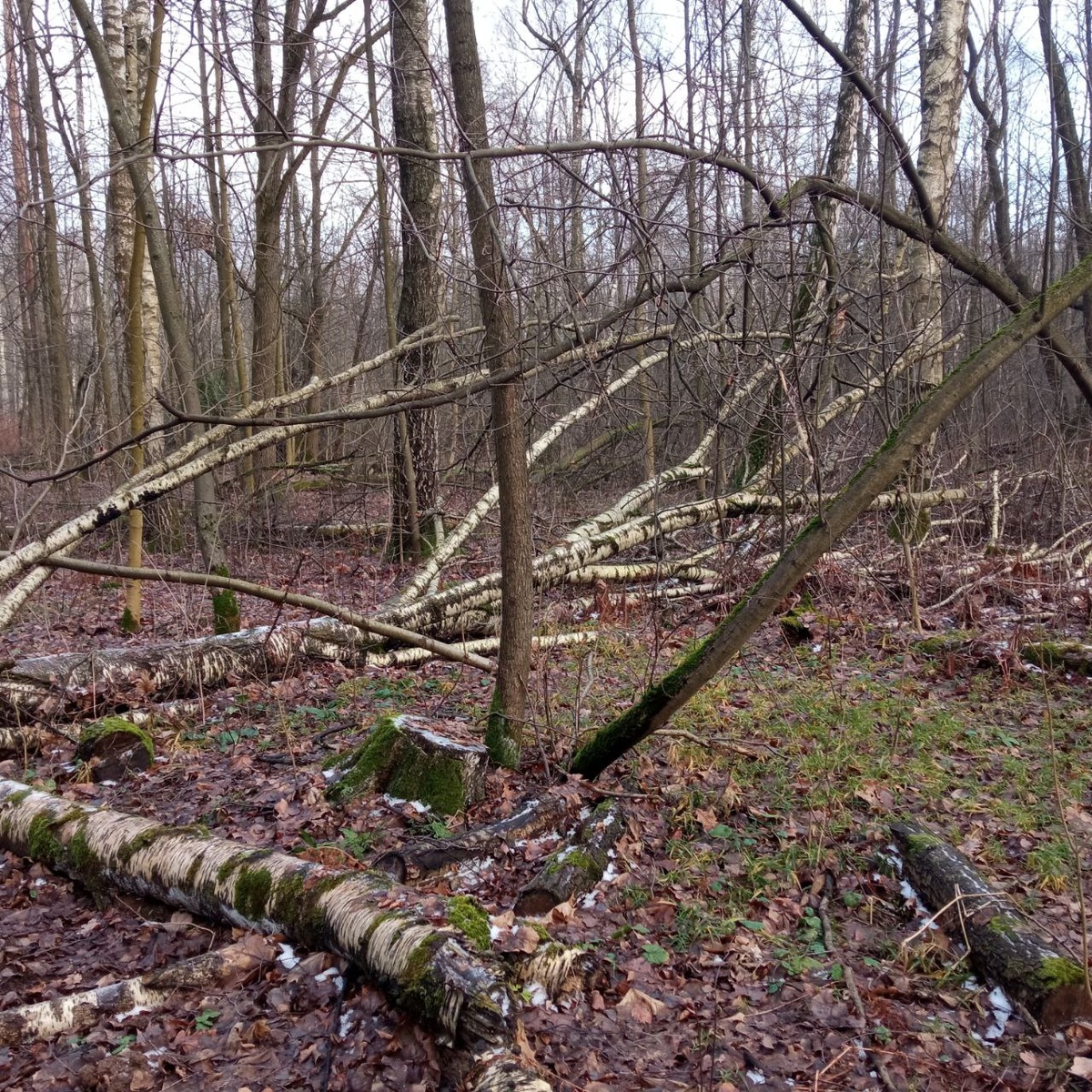 Утешительные московские пни