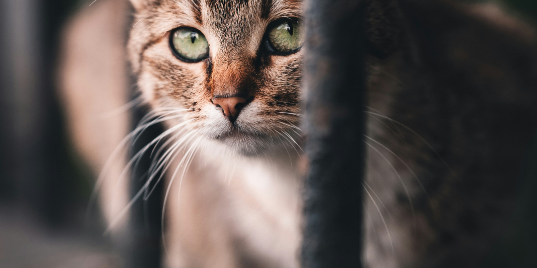 Не оправдал ожиданий