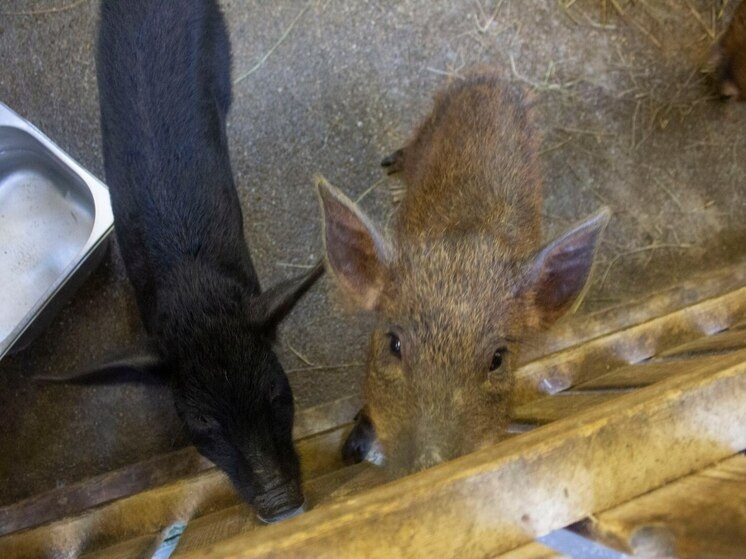     По информации Россельхозбанка, к 2025 году объём онлайн-продаж фермерских продуктов должен был составить 80 млрд рублей. Фото: архив МК в Питере