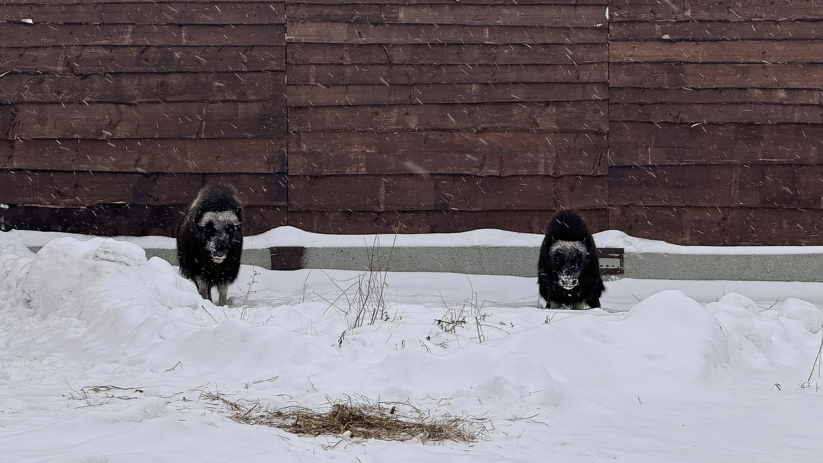    Фото Марины Ниволиной с сайта правительства ЯНАО