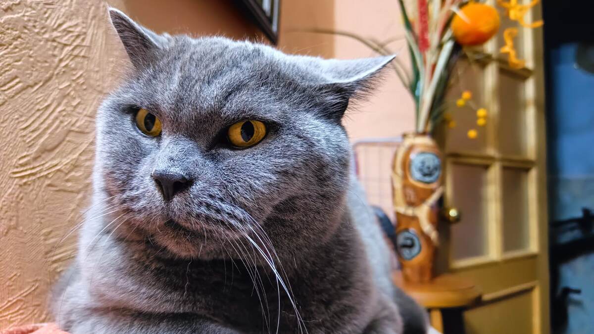 Британский джентльмен.