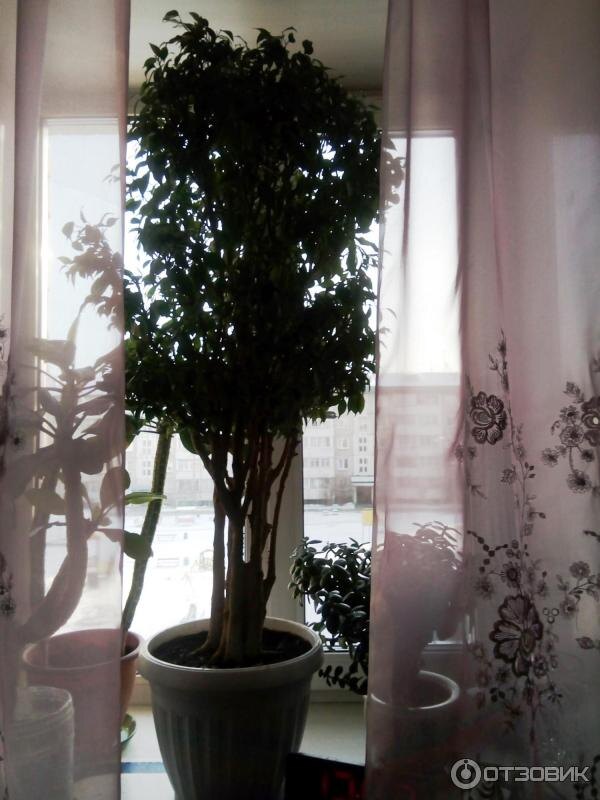 Взрослое дерево, которое едва помещается в квартире. Фото с Интернета.