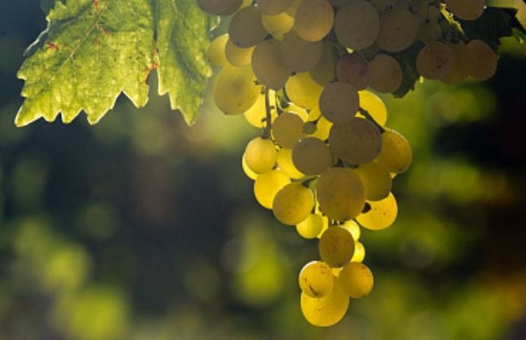    Фото: Минсельхоз РФ