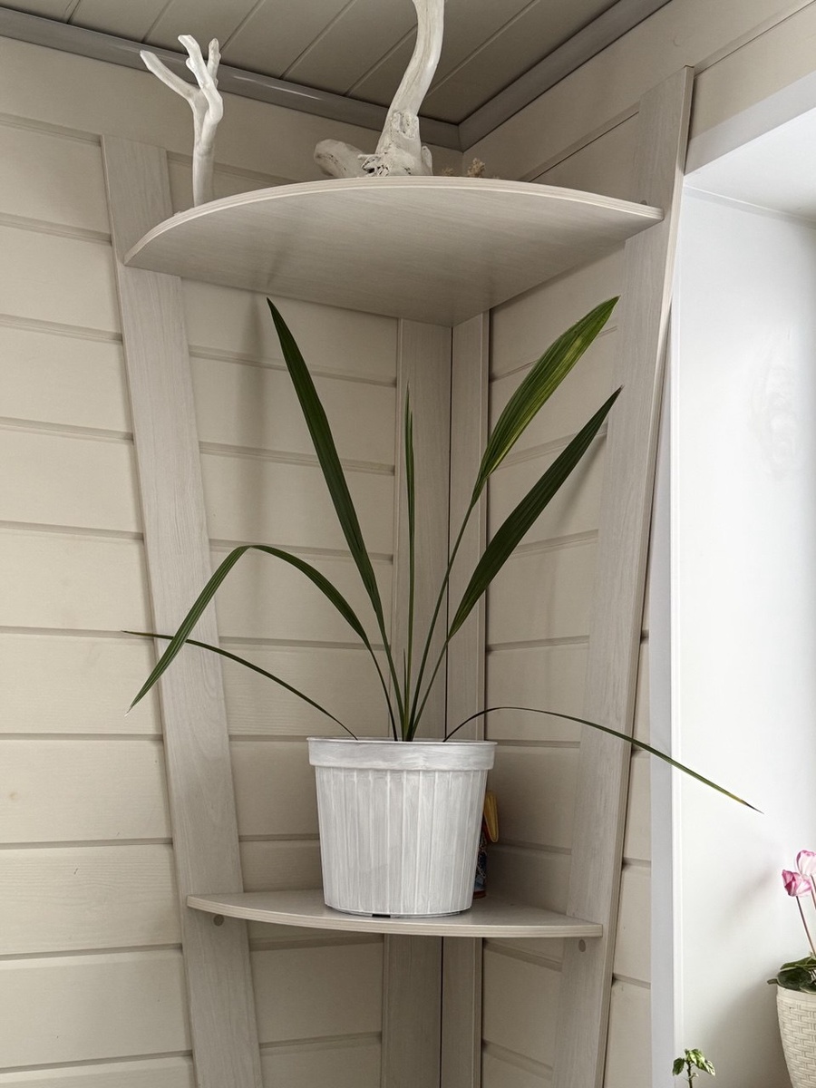 Трехлетняя финиковая пальма