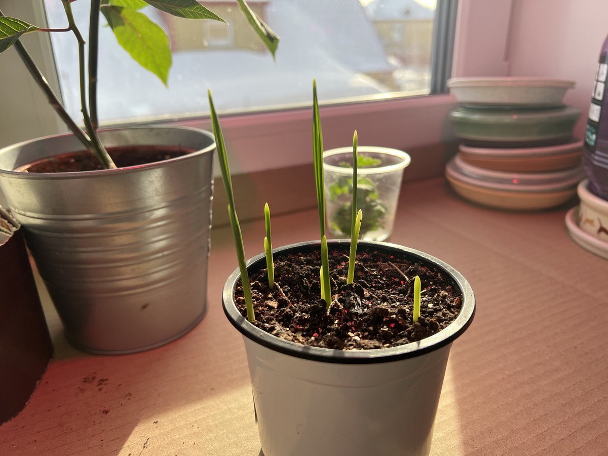 Проростки финиковой пальмы