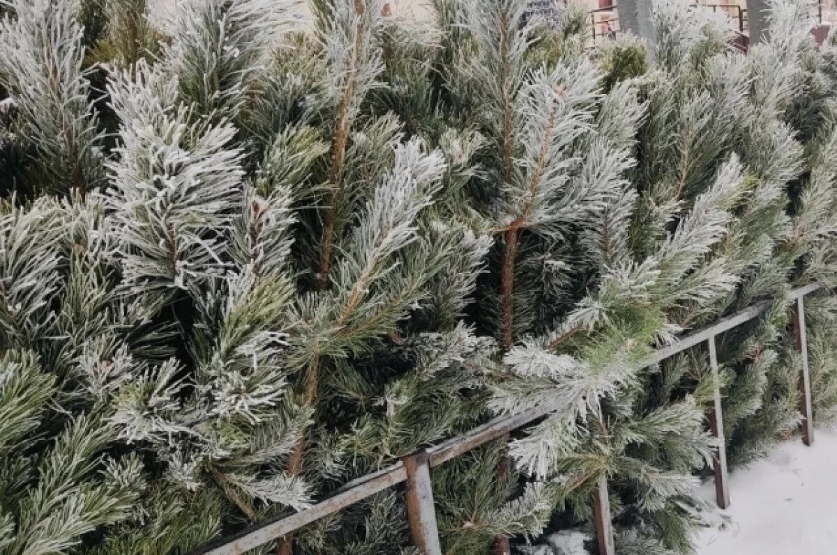    Незаконная вырубка елей грозит жителям Астрахани уголовным делом