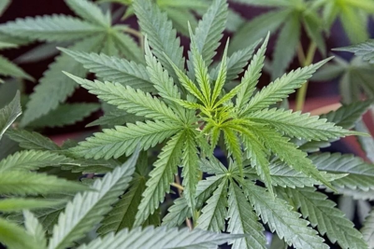    У жителя Приморья изъяли более 160 кг марихуаны и гашишное масло