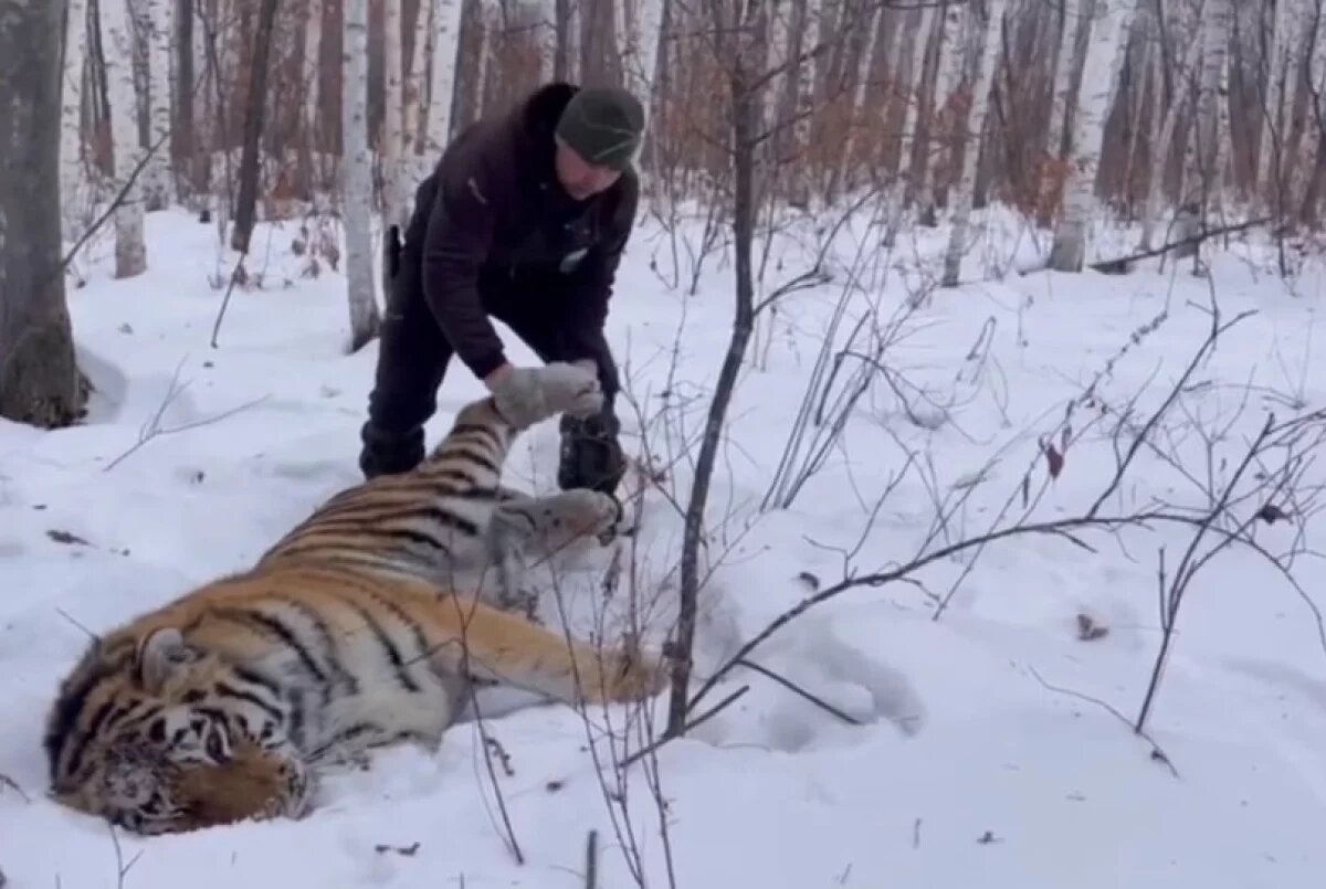    В Хабаровском крае отловили тигра, подошедшего к посёлку