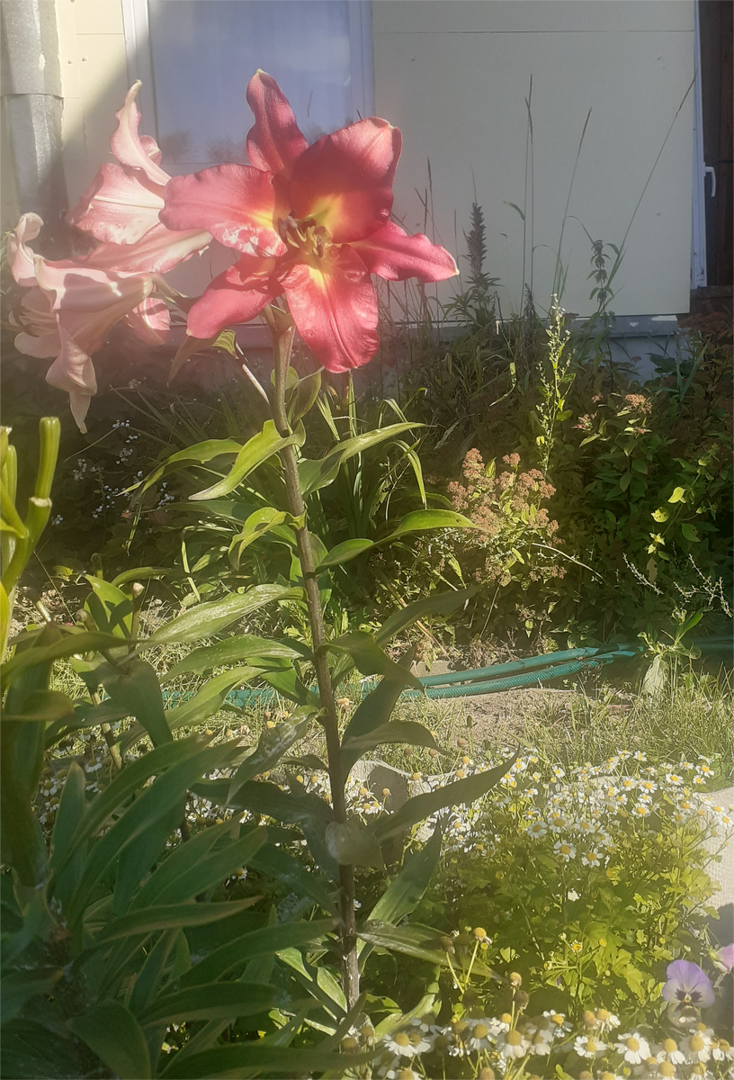 МОЯ ЛИЛИЯ ЦВЕТЕТ.