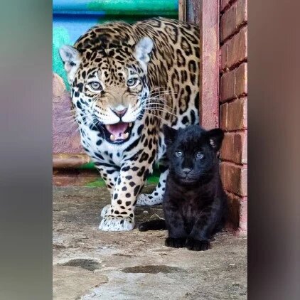Чёрный ягуар родился в Липецком зоопарке