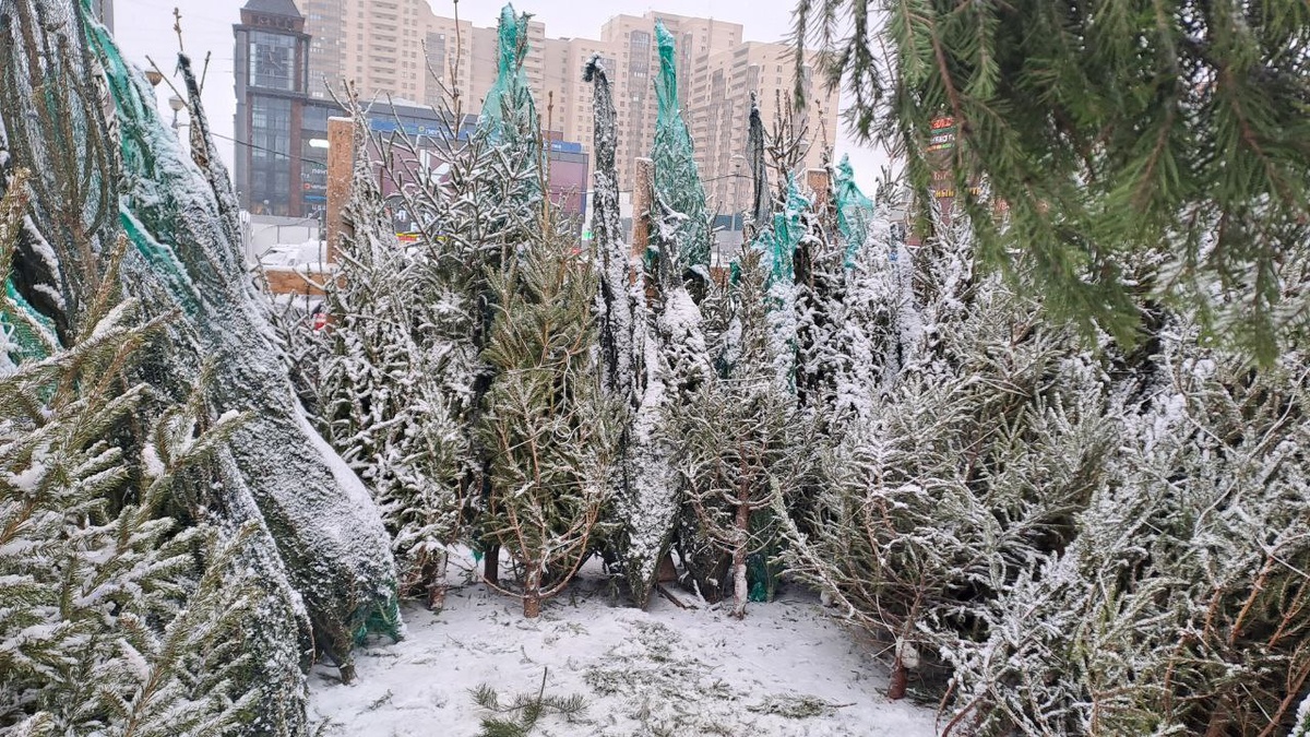    Елочный базар. Архивное фото: Мойка78