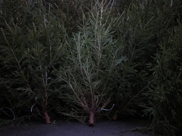    Елочный базар. Архивное фото: Мойка78