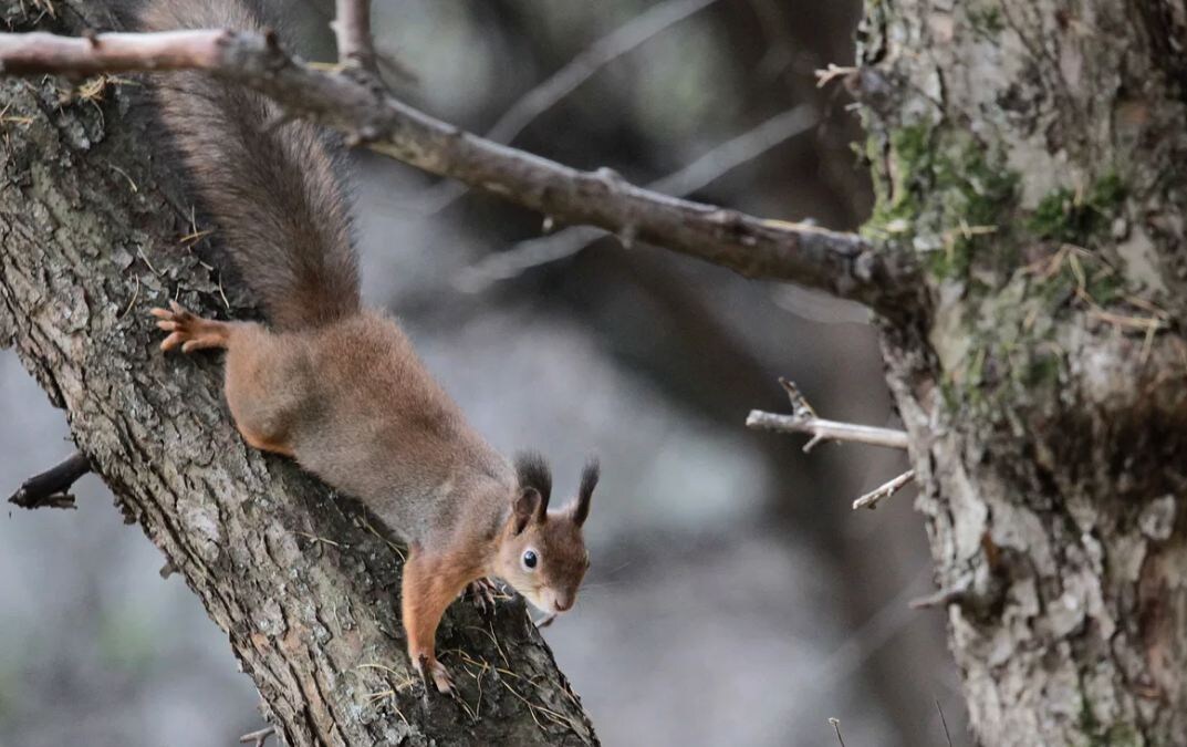 Белка предупреждает сородичей об опасности