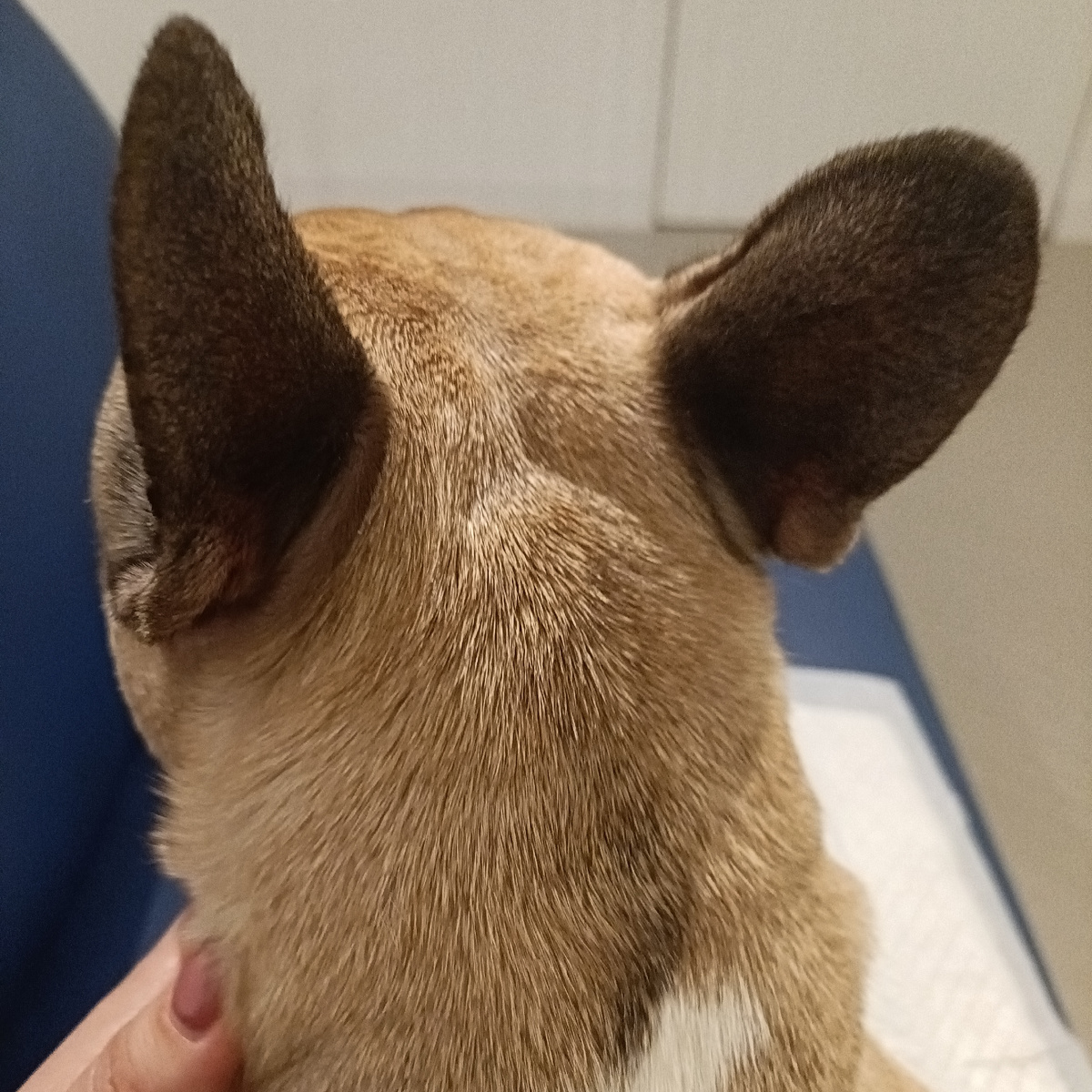 Наши несчастные уши