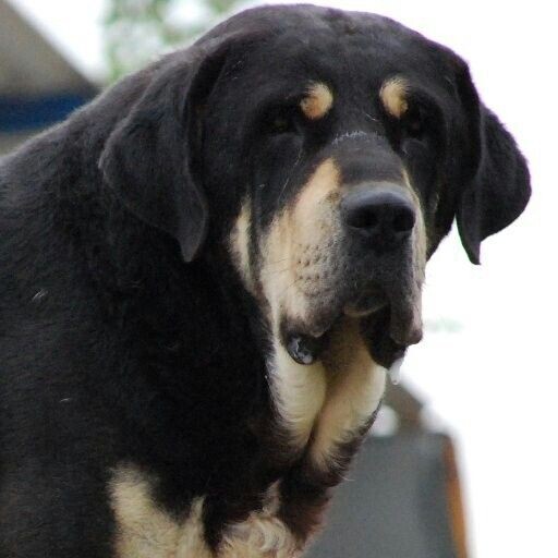 Греческий мастиф