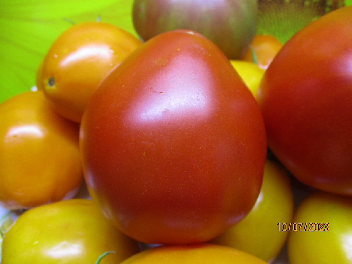 Томат Домата Тета Катико. №1052 в моем каталоге.