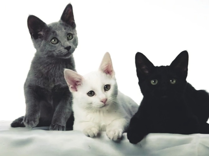 Кошек какого окраса выбирают счастливые хозяева? Как цвет кошки влияет на судьбу её владельца