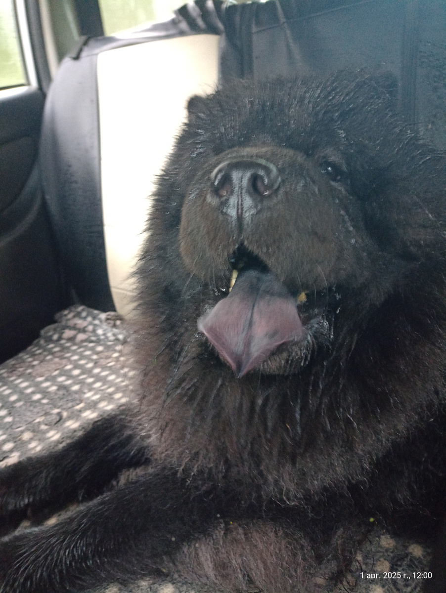 Тот самый свин