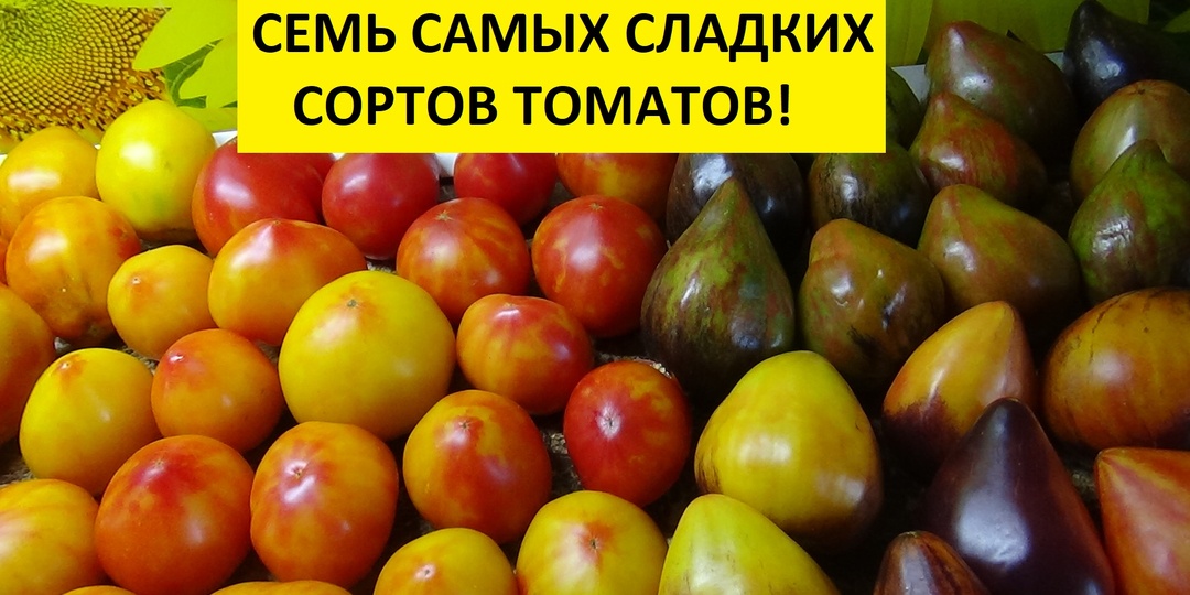Самые сладкие томаты Софии Сааковой!По моему мнению.