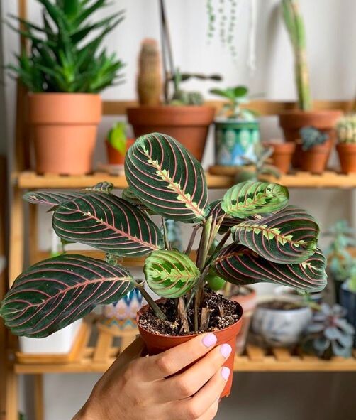 Маранта. Вдали от города